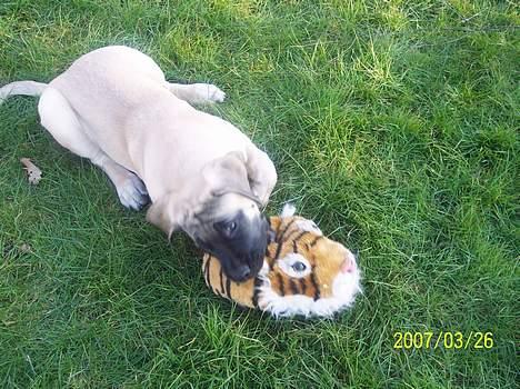 Mastiff Carla  (himmelhund) - Jeg elsker at lege med tøjbamser. billede 5