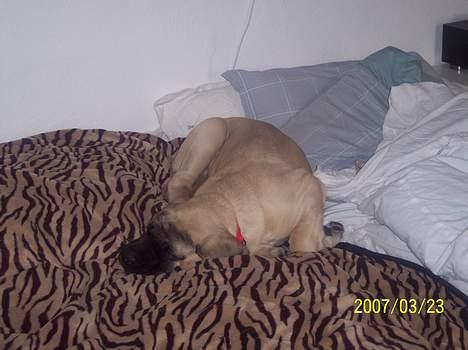 Mastiff Carla  (himmelhund) - Her sover jeg om natten, med min "storesøster" Sanne, det nyder jeg. billede 6