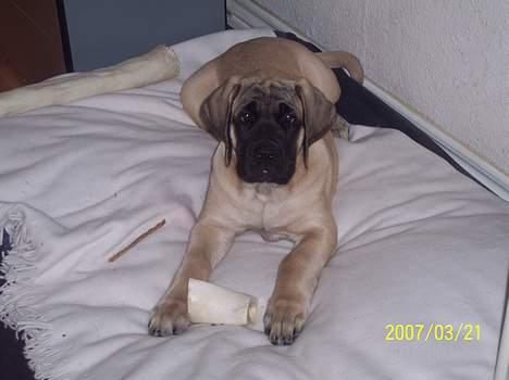 Mastiff Carla  (himmelhund) billede 7