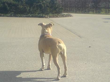 Amerikansk staffordshire terrier Silver billede 12