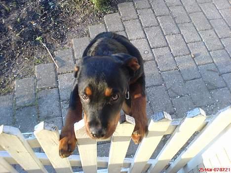 Rottweiler Bosley (Boss) billede 7