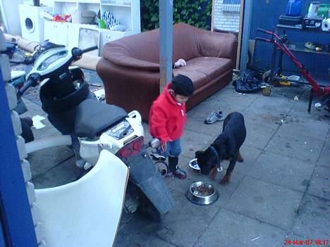 Rottweiler Bosley (Boss) - Boss og soes billede 8