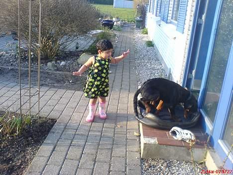 Rottweiler Bosley (Boss) billede 9