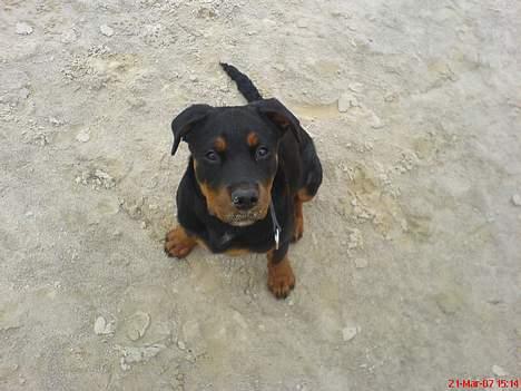 Rottweiler Bosley (Boss) billede 10