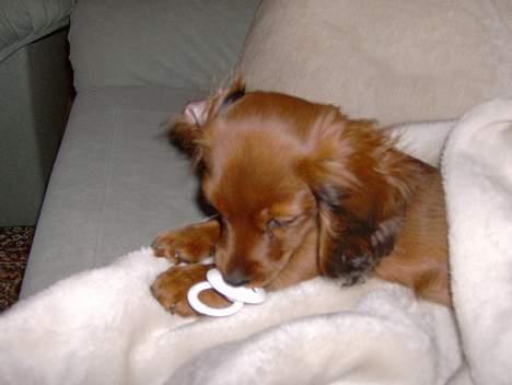 Blanding af racer molly billede 15