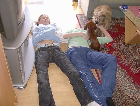 Blanding af racer molly billede 16