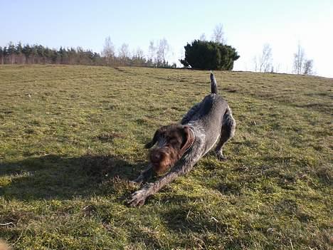 Ruhåret hønsehund Ra - altid godt at strække sig  billede 15