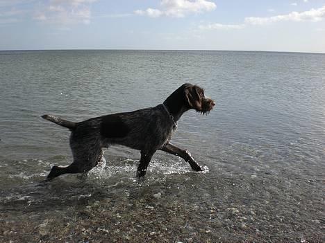 Ruhåret hønsehund Ra billede 16