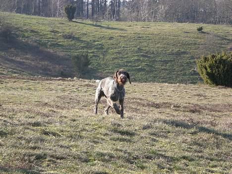 Ruhåret hønsehund Ra billede 17