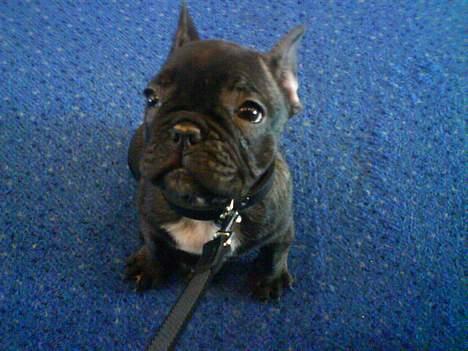 Fransk bulldog Gustav billede 1