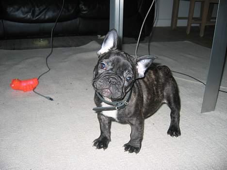 Fransk bulldog Gustav billede 2