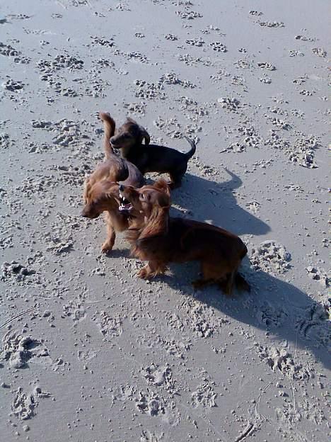 Dværggravhund Viktor billede 13