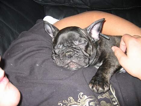 Fransk bulldog Gustav billede 3