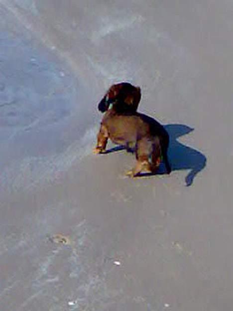 Dværggravhund Viktor billede 14