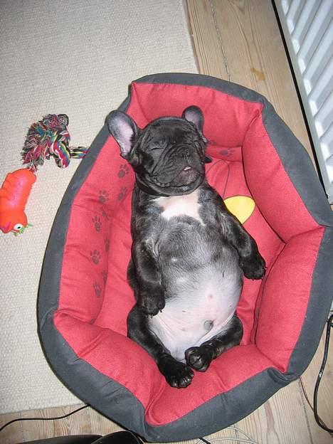 Fransk bulldog Gustav billede 4