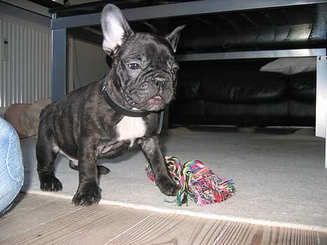 Fransk bulldog Gustav billede 6