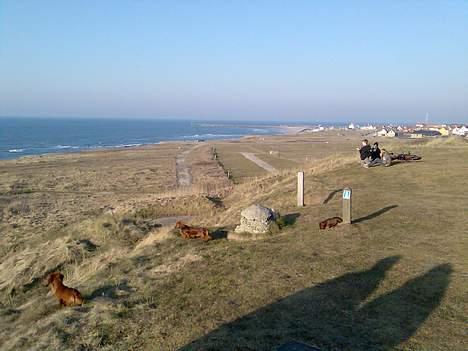 Dværggravhund Viktor billede 15