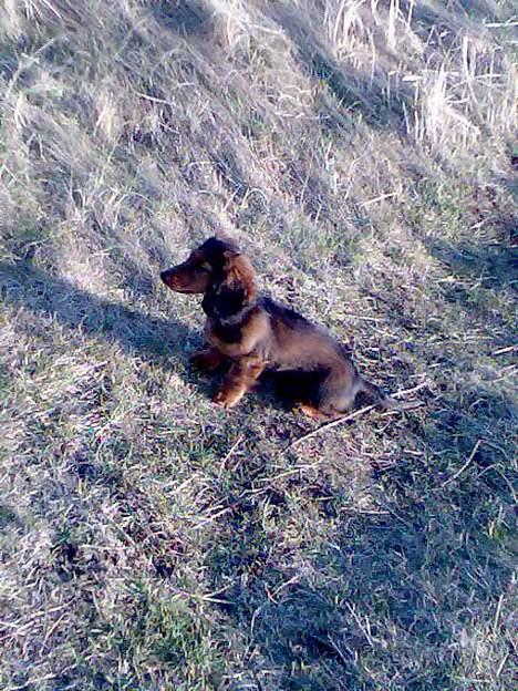 Dværggravhund Viktor billede 16