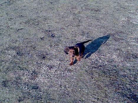 Dværggravhund Viktor billede 17