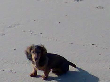 Dværggravhund Viktor billede 18