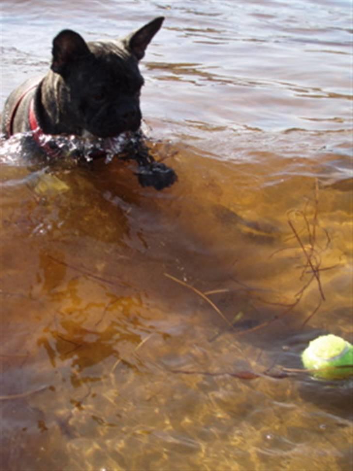 Fransk bulldog Lola - damm... den er svær at fange den boldt.... dykker hele tiden ned..... billede 14