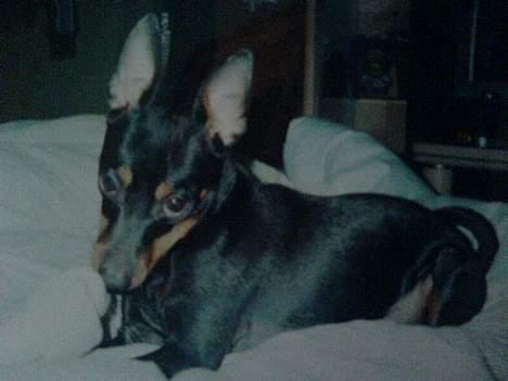 Dvaergpinscher  Rødkildes Tjalfe - jeg har ikk taget din sok NEJ NEJ det kunne jeg ikk finde på billede 9