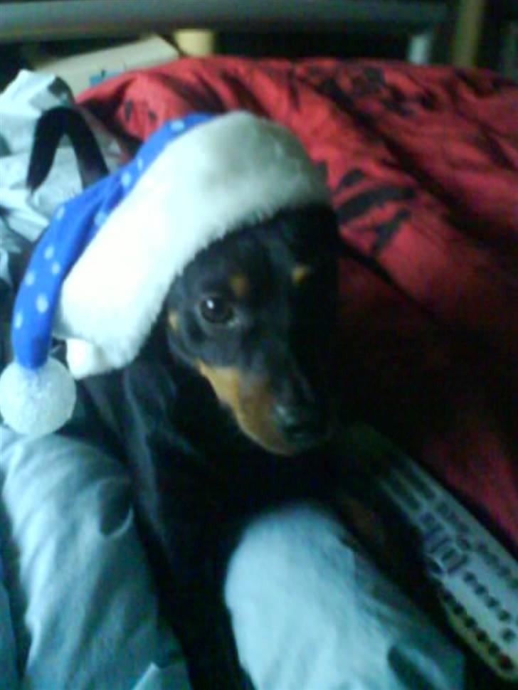 Dvaergpinscher  Rødkildes Tjalfe - det er jul, det er jul og alle er glade. billede 10