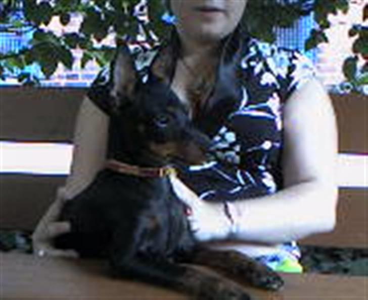 Dvaergpinscher  Rødkildes Tjalfe - jeg er så meget opmærksom på alt der sker omkring mig billede 11