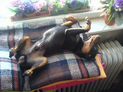 Dvaergpinscher  Rødkildes Tjalfe - uhh hvor er jeg bare så LÆKKER billede 12
