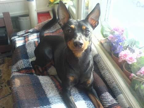 Dvaergpinscher  Rødkildes Tjalfe - tak fordi du har lavet en seng så jeg kan ligge og se ud af vinduet mor billede 13