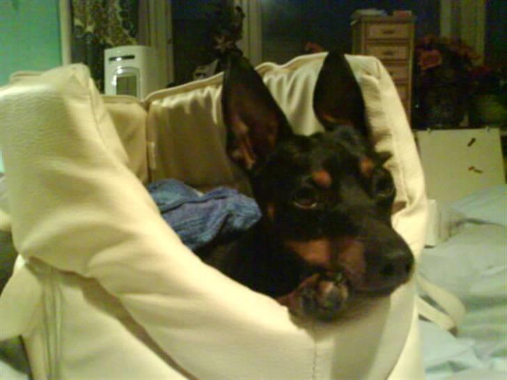 Dvaergpinscher  Rødkildes Tjalfe - jeg er meget vild med min nye taske billede 14