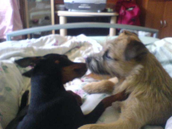 Dvaergpinscher  Rødkildes Tjalfe - RIP. Anette, du vil altid være i vores tanker. og tjalfes skønne kæreste, din hund sweeti billede 15