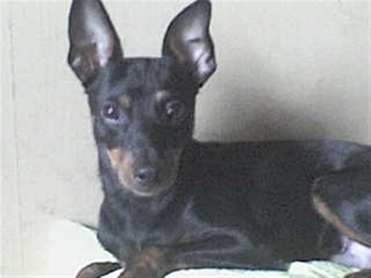 Dvaergpinscher  Rødkildes Tjalfe - gud hvor skal jeg være med og opmærksom på alt billede 16