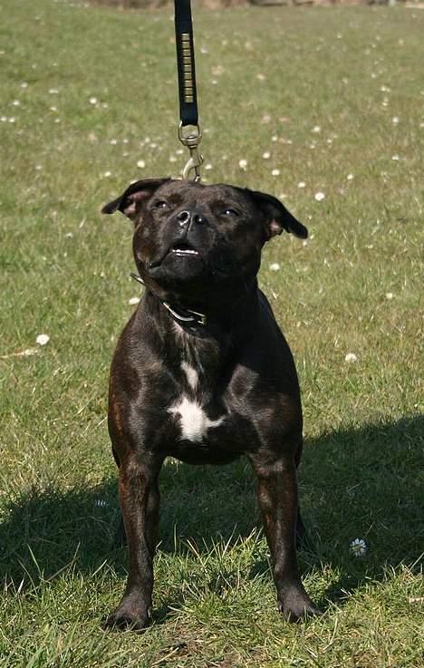 Staffordshire bull terrier WESTLUND FRIDA billede 10