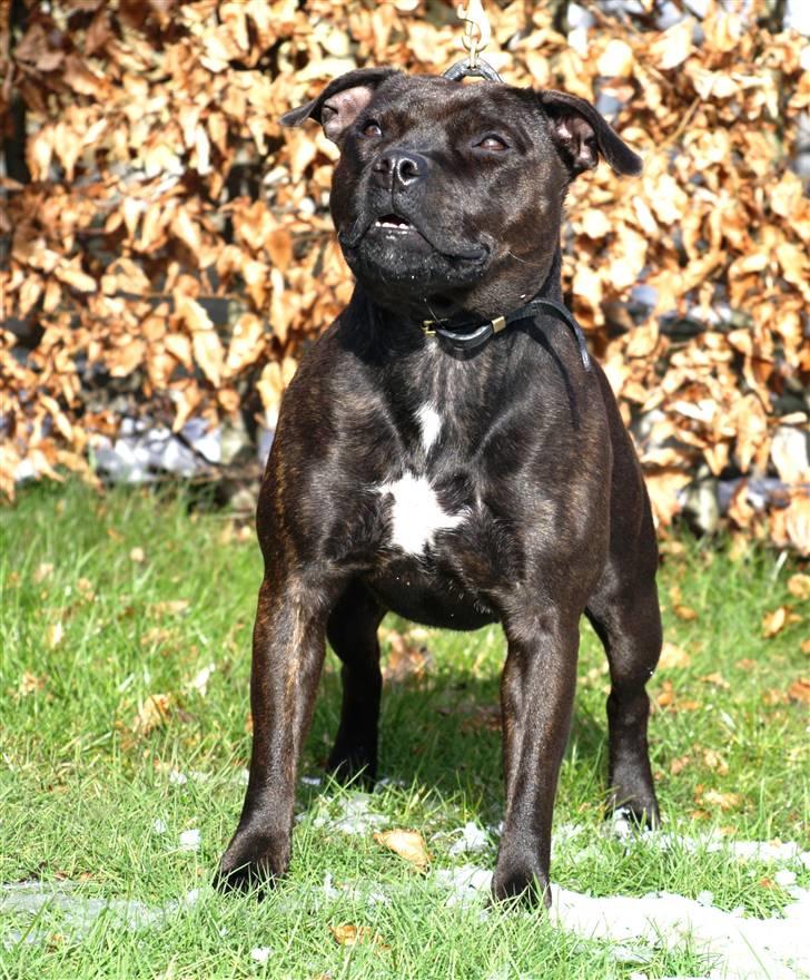 Staffordshire bull terrier WESTLUND FRIDA - marst 08 billede 12