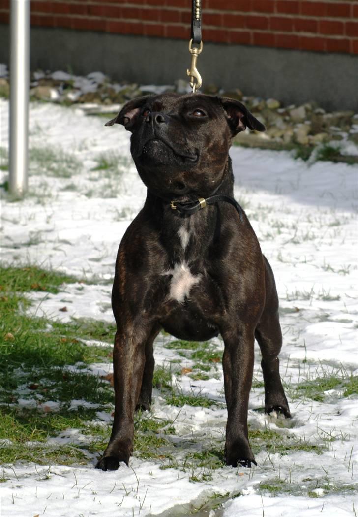 Staffordshire bull terrier WESTLUND FRIDA - marst 08 billede 14