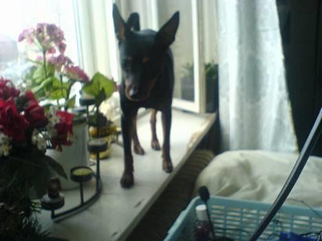Dvaergpinscher  Rødkildes Tjalfe - se jeg er let på tå..  billede 17