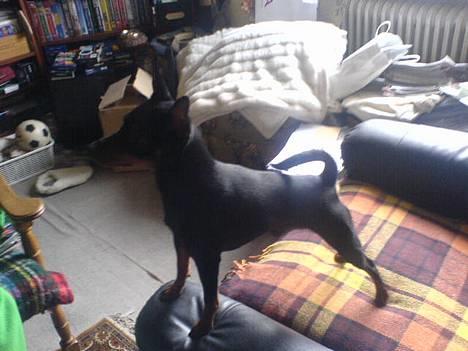 Dvaergpinscher  Rødkildes Tjalfe - hvem forstyrre søndags freden. vuf billede 18