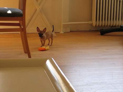 Chihuahua Ludvig billede 7