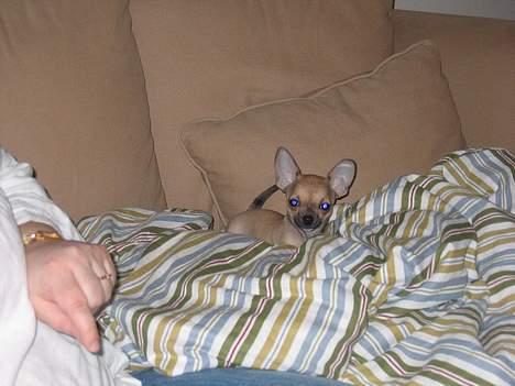 Chihuahua Ludvig billede 8