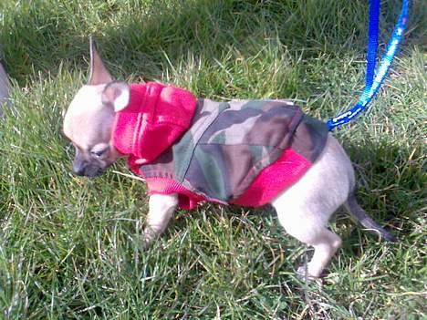 Chihuahua Ludvig - Ludvig´s første gåtur ude i det fri billede 9