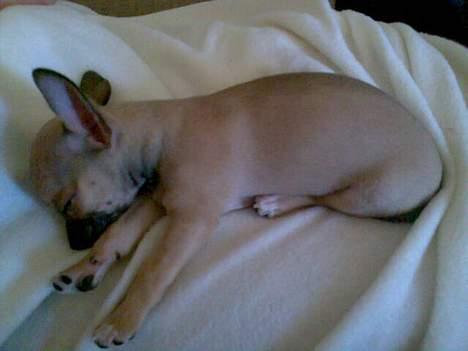 Chihuahua Ludvig billede 10