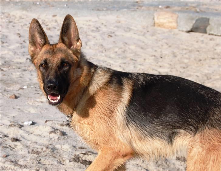 Schæferhund Smed´s Evita/ Liva*Solgt* - Liva ved vandet, Maj 2008 billede 18