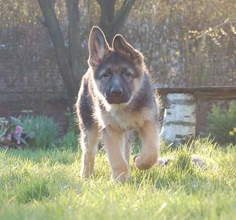 Schæferhund Smed´s Evita/ Liva*Solgt* billede 19