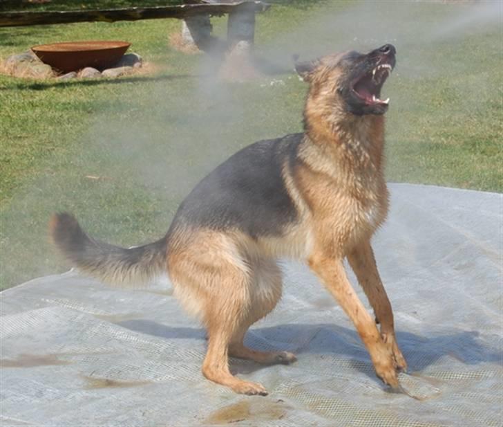 Schæferhund Smed´s Evita/ Liva*Solgt* - Juni 2008 billede 20