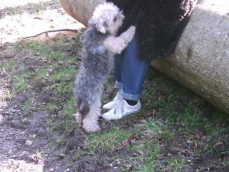 Bichon havanais Pepsi (død d.26/6-13) - Moar moar, tag mig dog op.... plaese!! billede 6