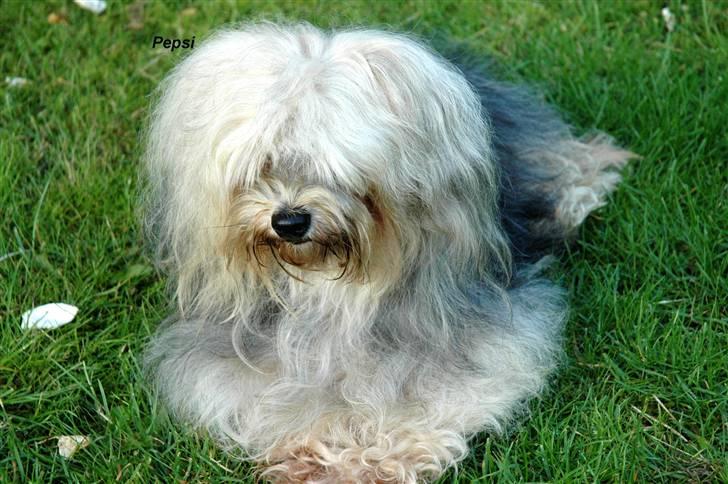 Bichon havanais Pepsi (død d.26/6-13) billede 7