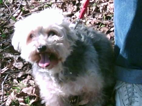 Bichon havanais Pepsi (død d.26/6-13) - lidt modig er man vel... eller er det mon et heldigt billede? billede 8