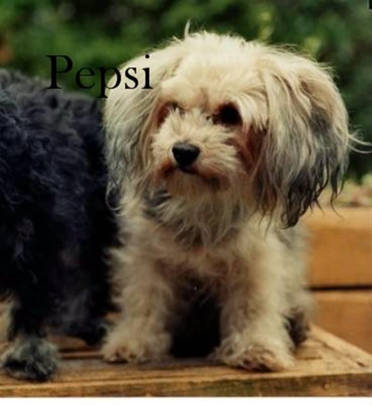 Bichon havanais Pepsi (død d.26/6-13) billede 9