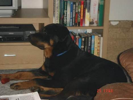Rottweiler Spike billede 7
